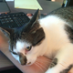 Illustration for article titled Even the Cat Knows Its Friday